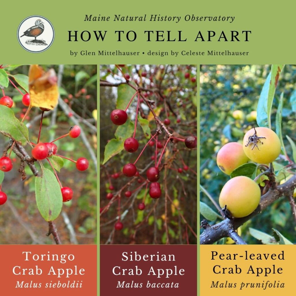 Crab Apples (Malus sieboldii, Malus baccata, & Malus prunifolia)
