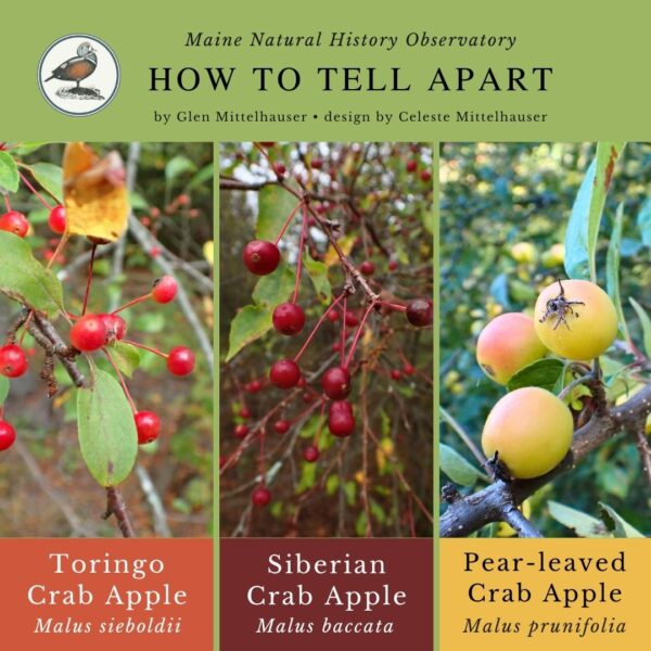 Crab Apples (Malus sieboldii vs M. baccata vs M. prunifolia) (1) Crab Apples: Malus sieboldii, Malus baccata, & Malus prunifolia