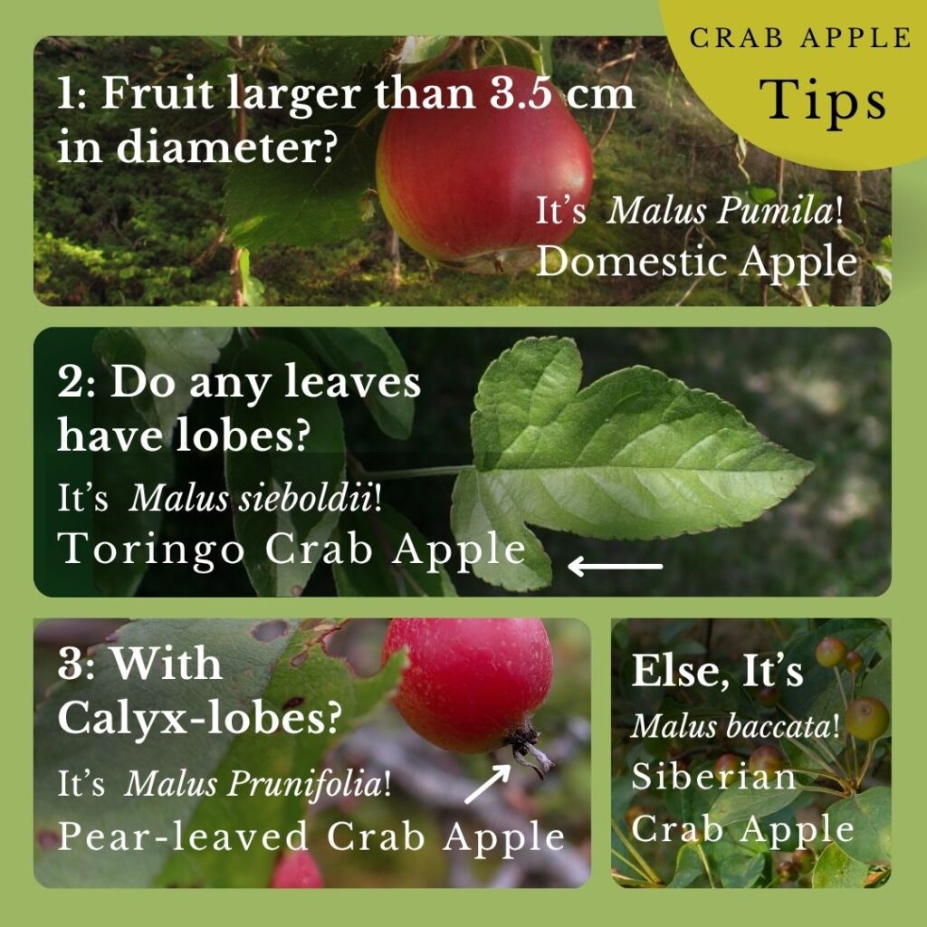 plant ID graphic for how to tell apart domestic apple and crab apples in Maine