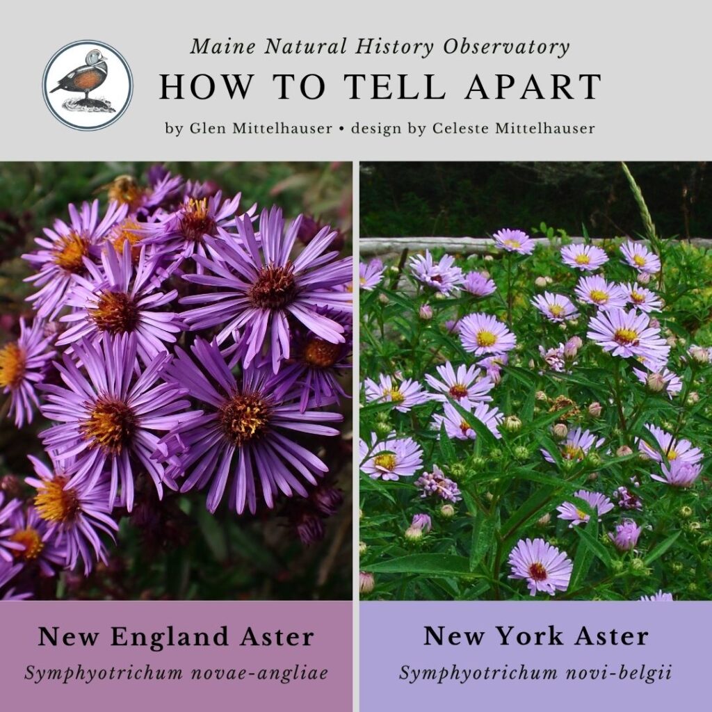 New England Aster vs. New York Aster