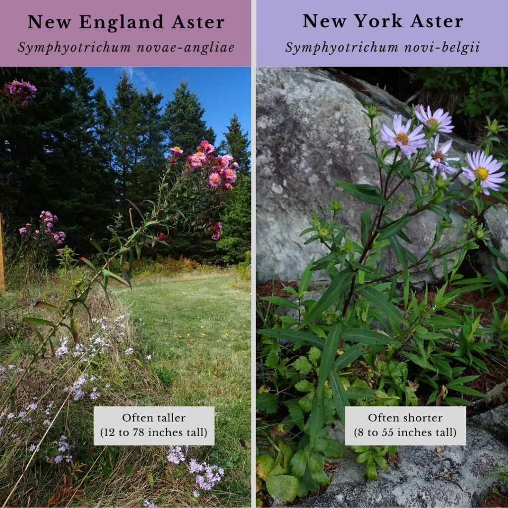 Plant ID infographic for New York aster vs New England aster