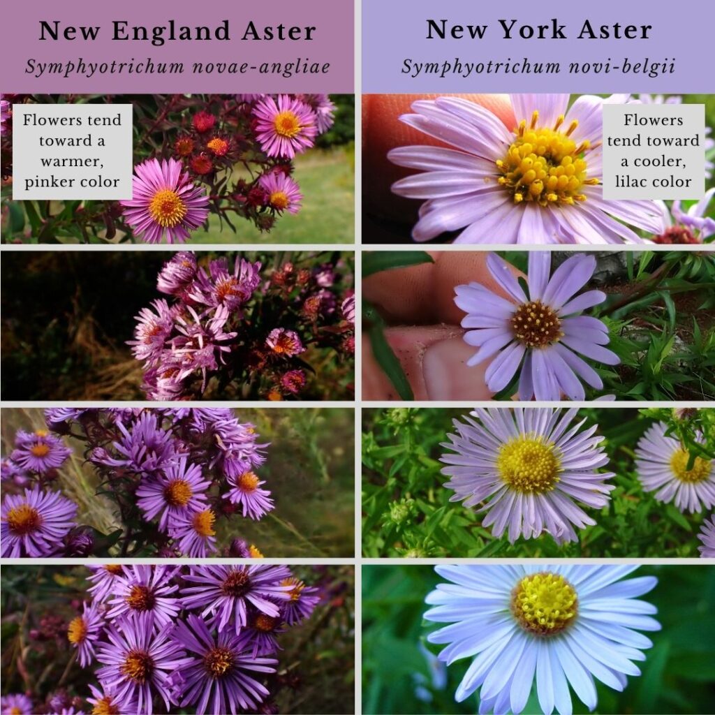 Plant ID infographic for flowers of New York Aster vs New England Aster