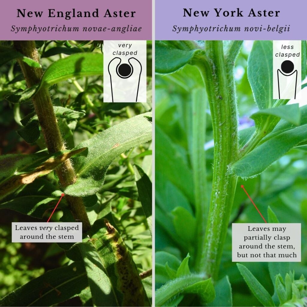 Plant ID infographic for leaves and stems of New England Aster vs New York Aster