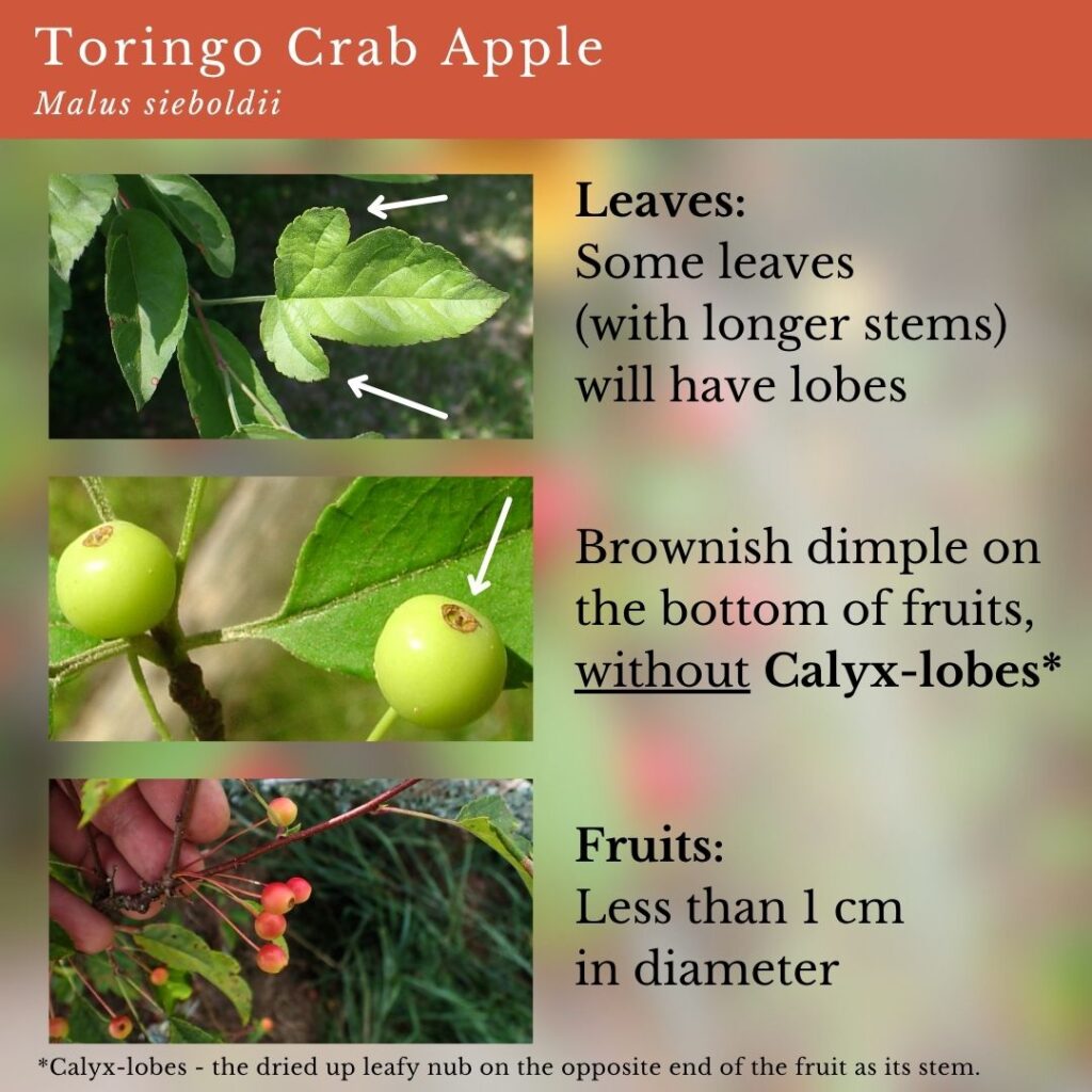 plant ID infographic for Malus sieboldii, Toringo Crab Apple