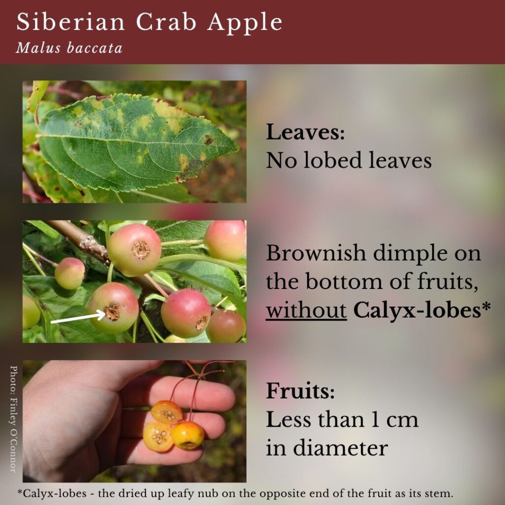 Plant ID infographic for Malus baccata, Siberian Crab Apple