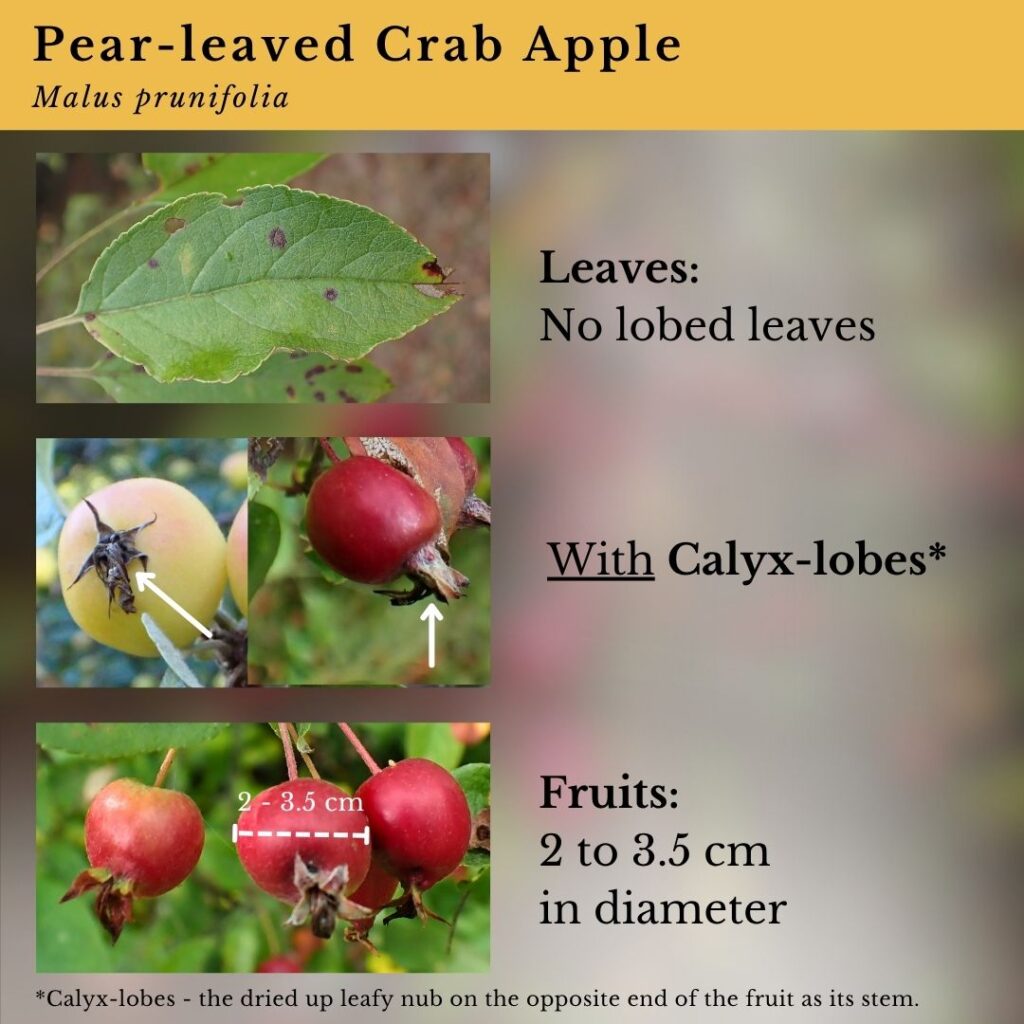 Plant ID infographic for Malus prunifolia (Pear-leaved Crab Apple)