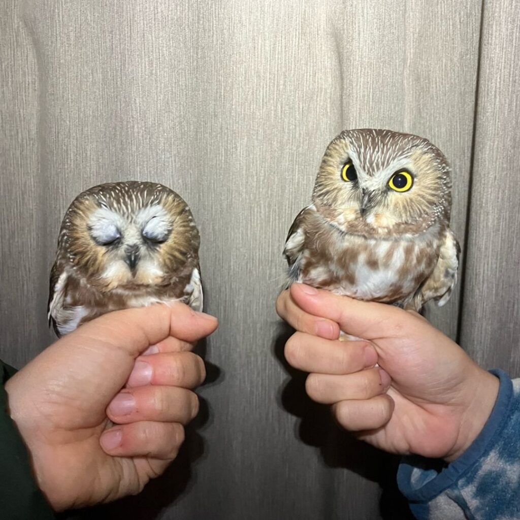 A Small Number of Large Owls and A Large Number of Small Owls
