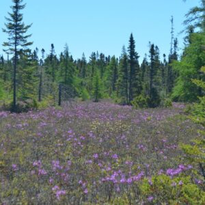 Bog with trees and flowers