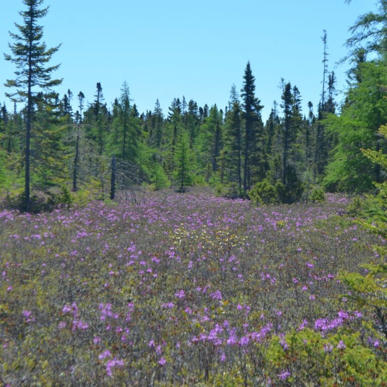 Bog with trees and flowers