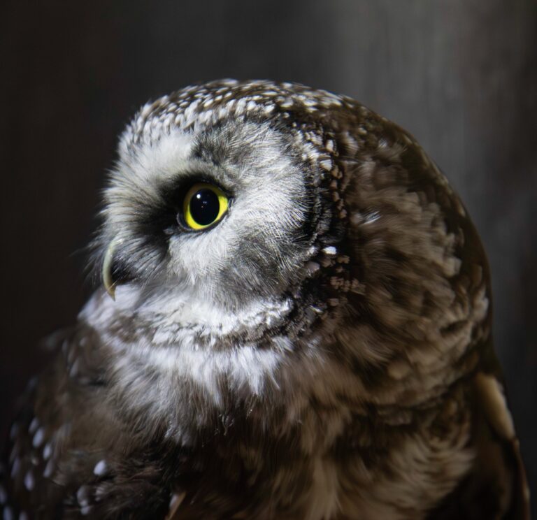 Boreal Owl