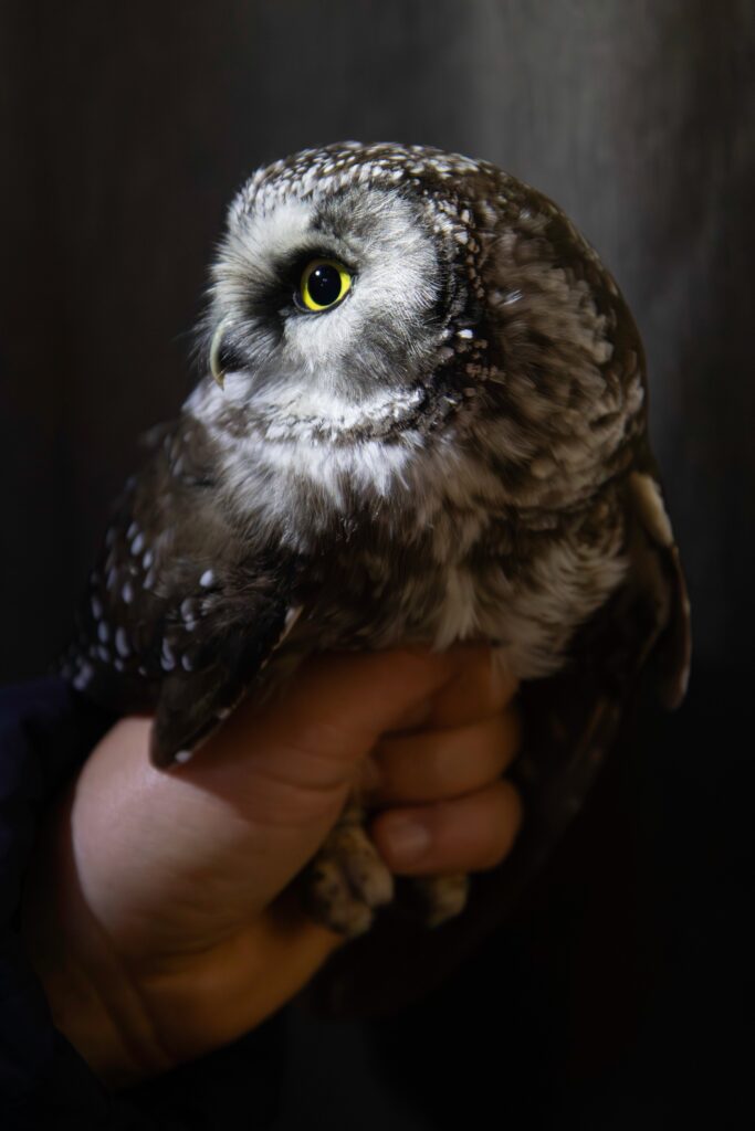 Boreal Owl