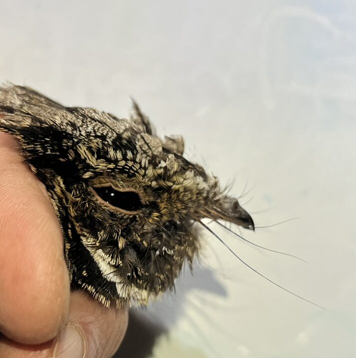 Eastern Whip-poor-will