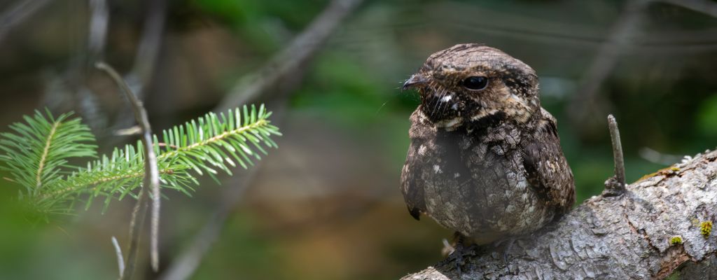 Eastern Whip-poor-will