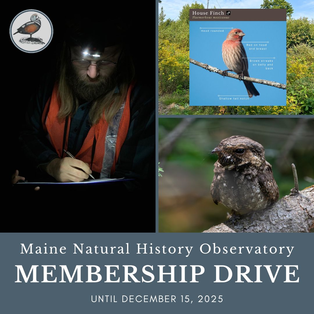 MNHO Membership Drive 2025: Night surveys, House Finch infographic, and Eastern Whip-poor-will