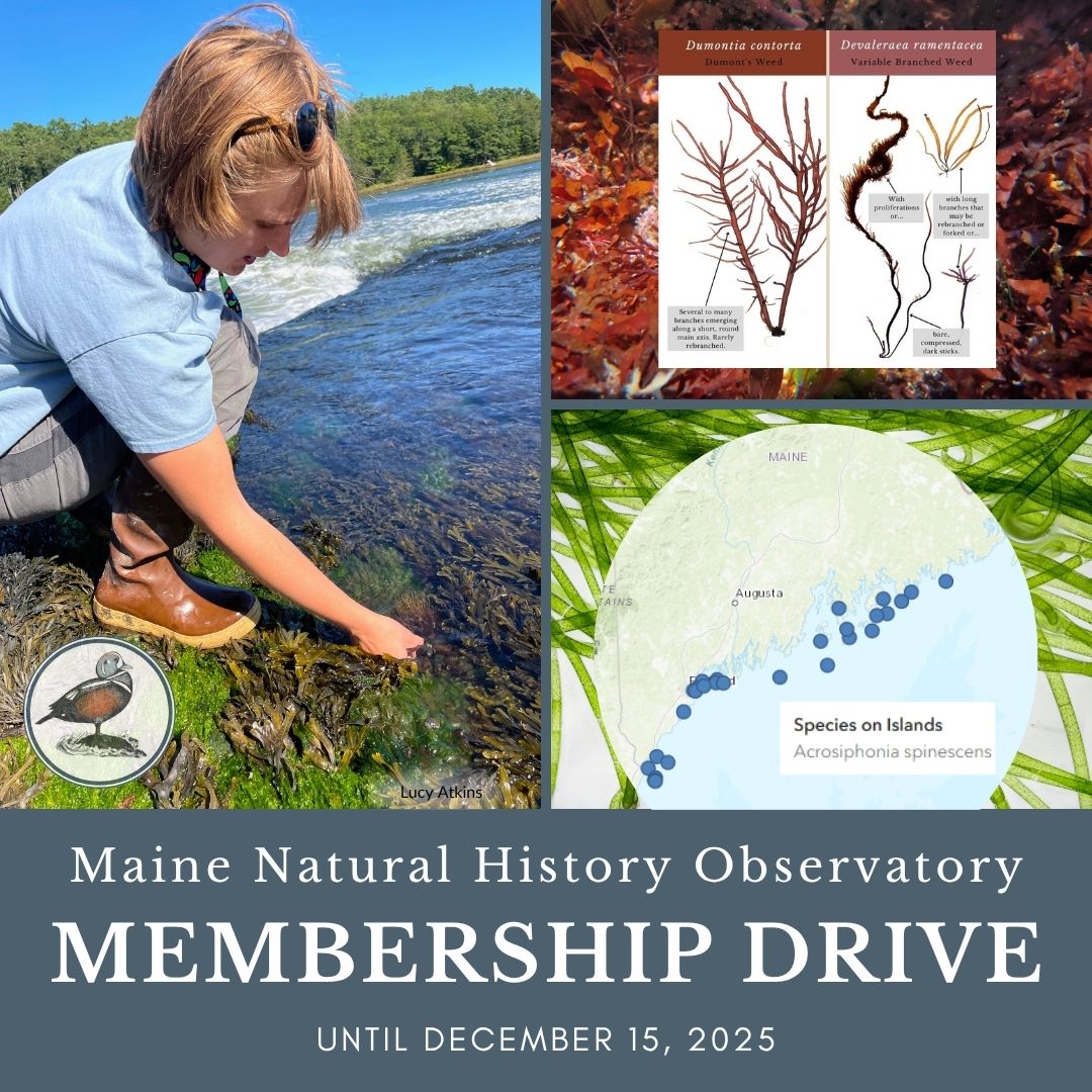Seaweeds of Maine project - MNHO Membership Drive 2025