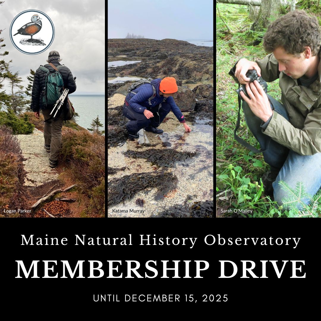 MNHO membership drive until December 15, 2025: Field biologists hiking with spotting scope, looking at seaweeds the intertidal zone, and photographing plants