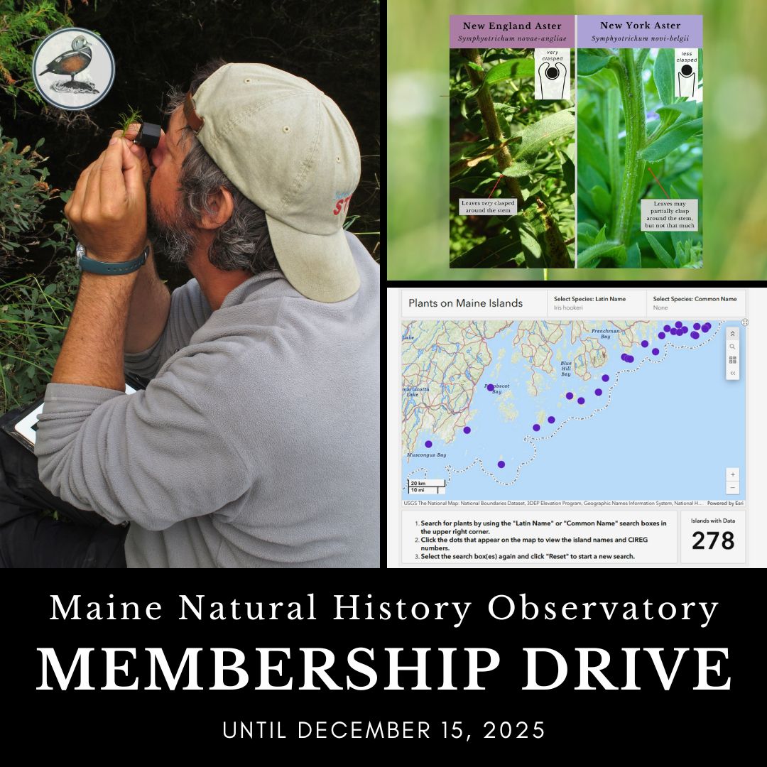MNHO's work with botany, plants infographics, and interactive coastal island plants map: 2025 Membership Drive