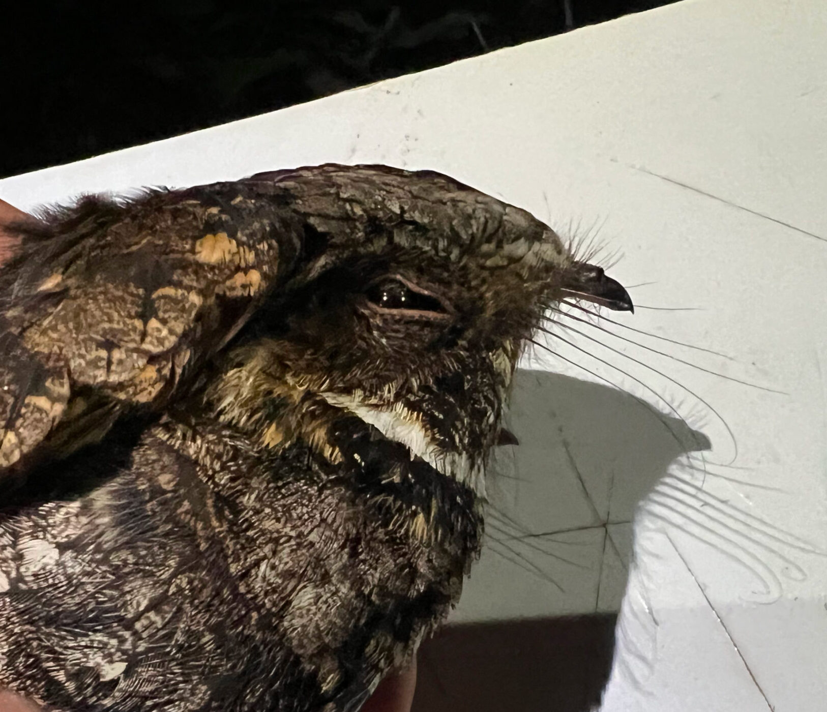 Eastern Whip-poor-will