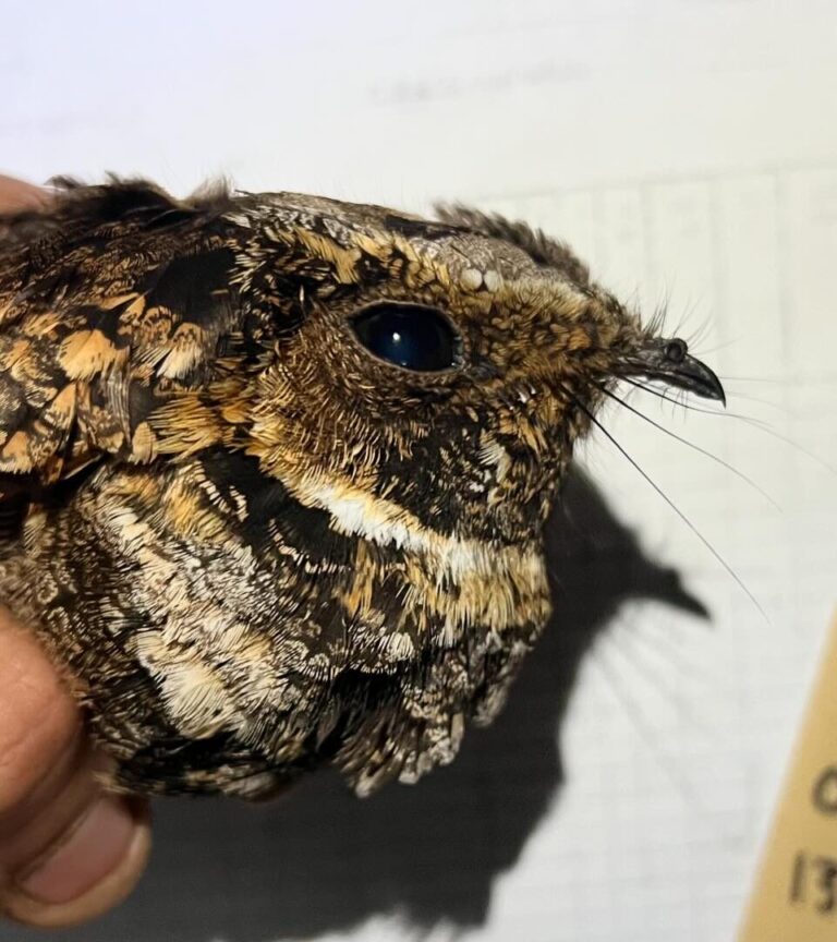 Eastern Whip-poor-will