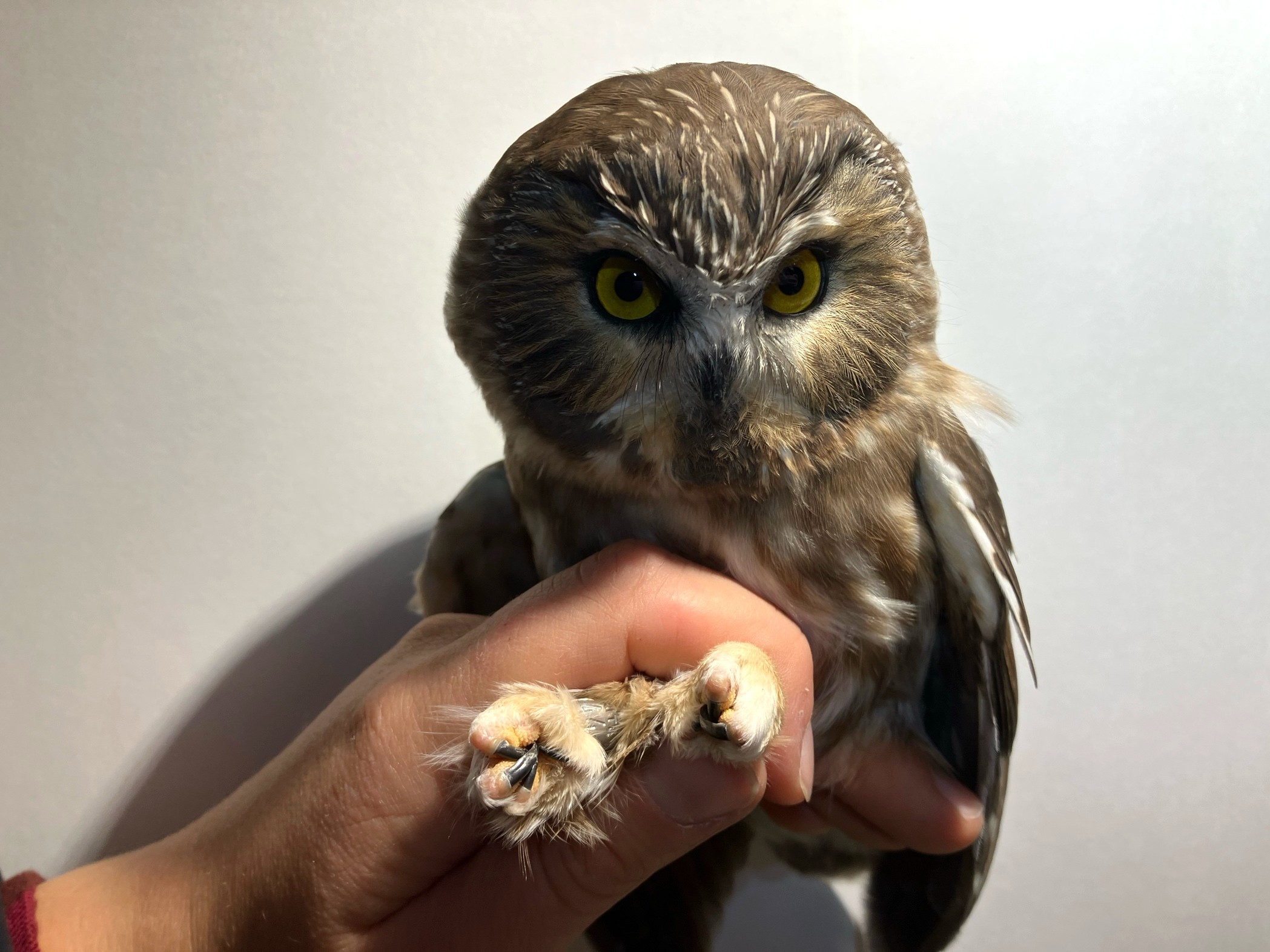 Northern Saw-whet Owl