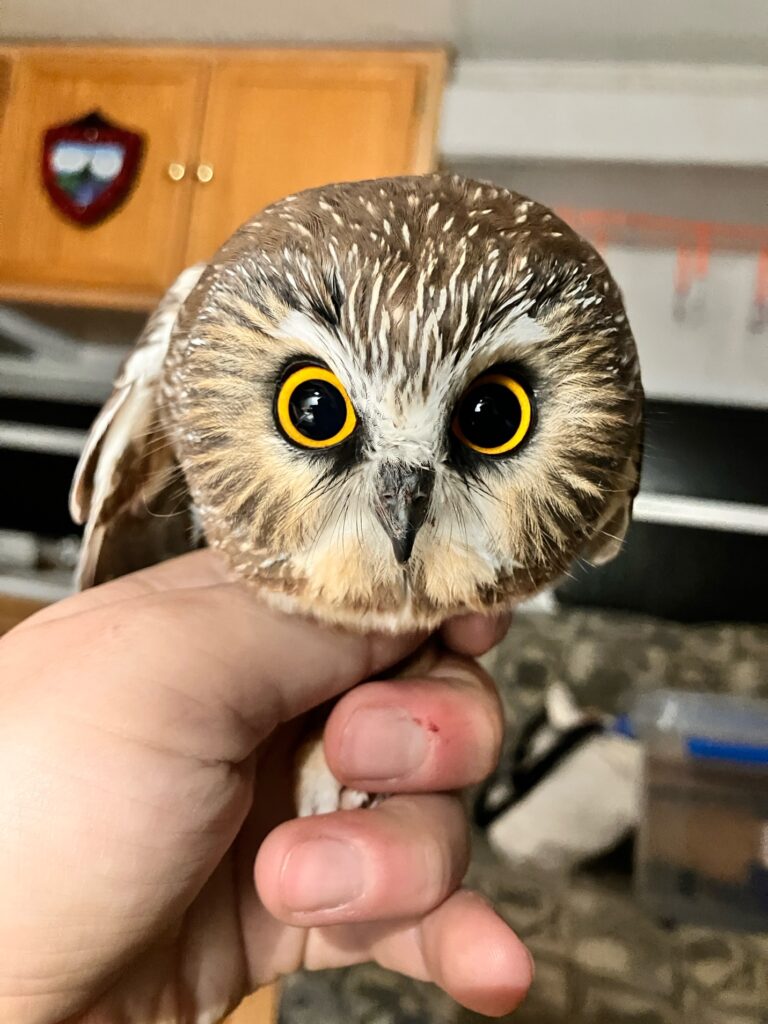 Northern Saw-whet owl