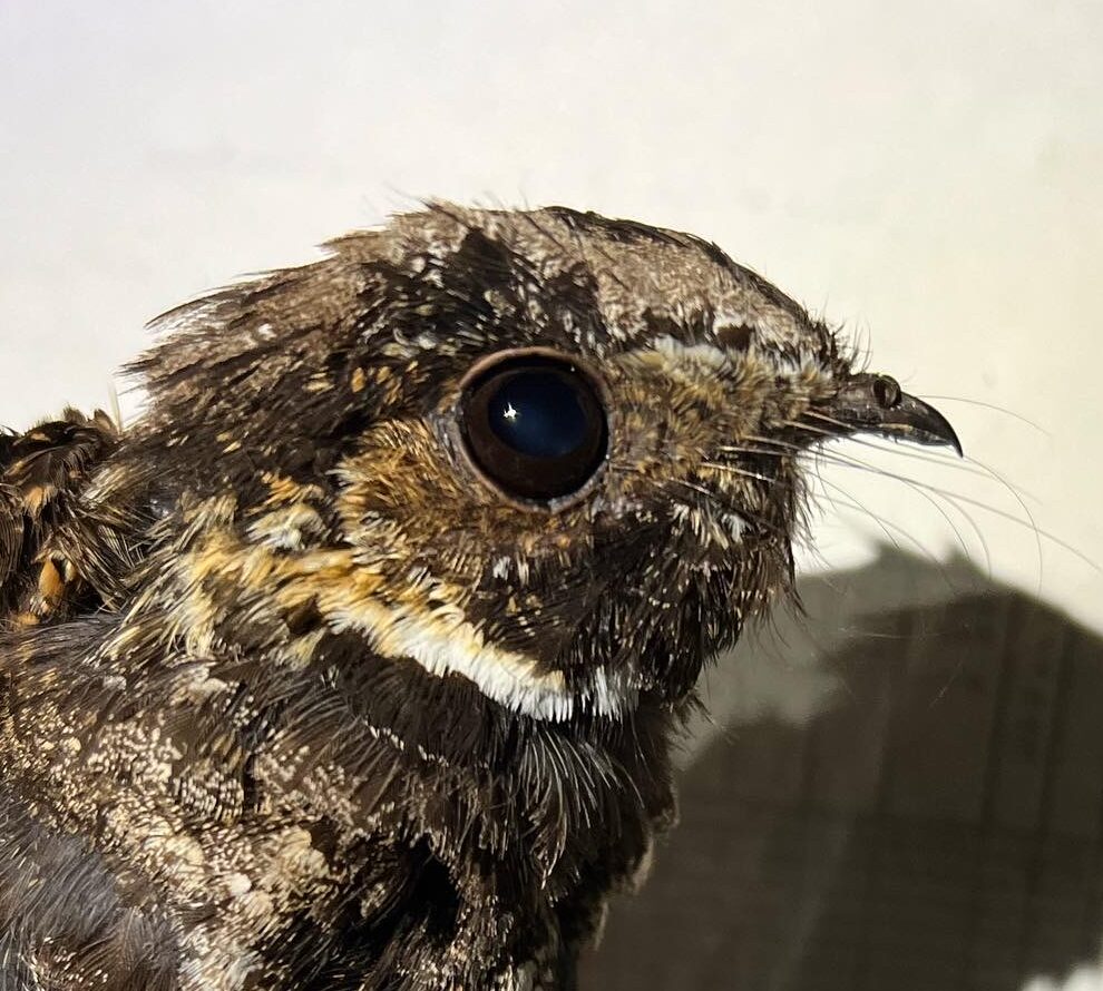 Eastern Whip-poor-will