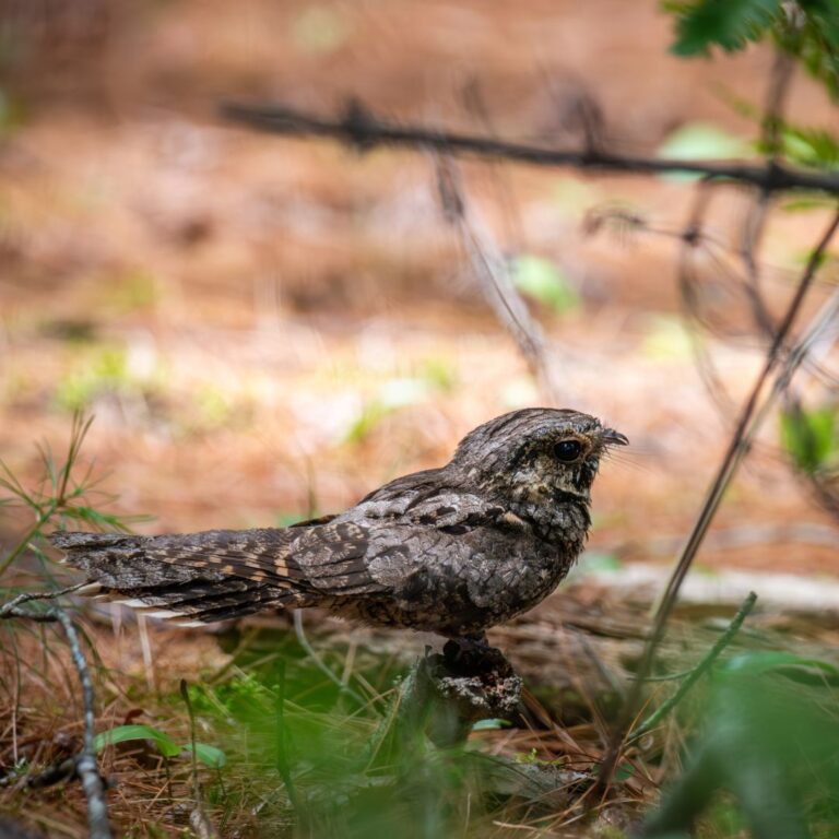 Eastern Whip-poor-will in Maine