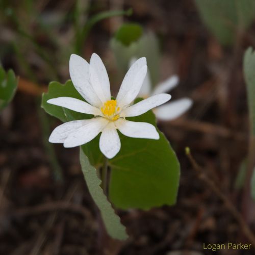 Bloodroot