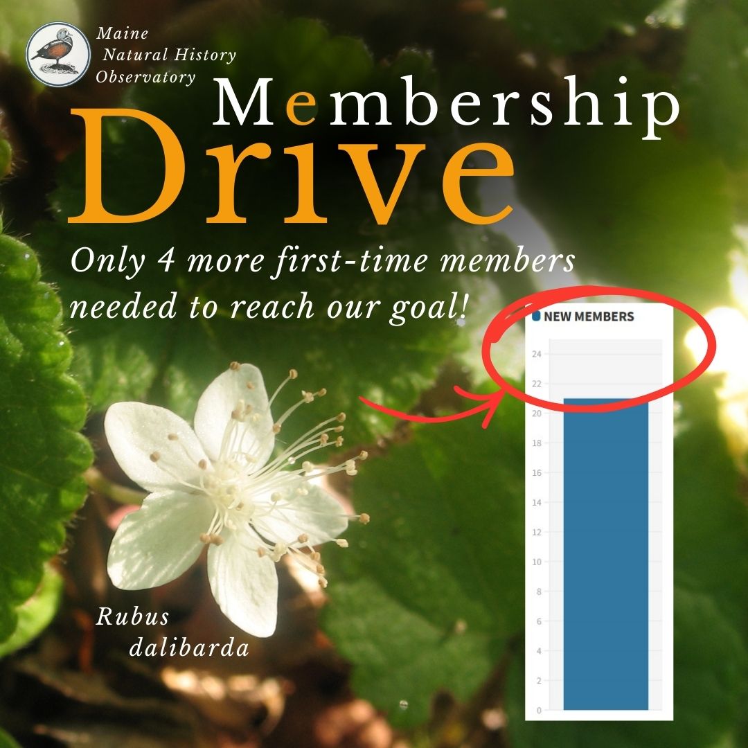 MNHO Membership Drive: only 4 more first-time members needed to reach our goal