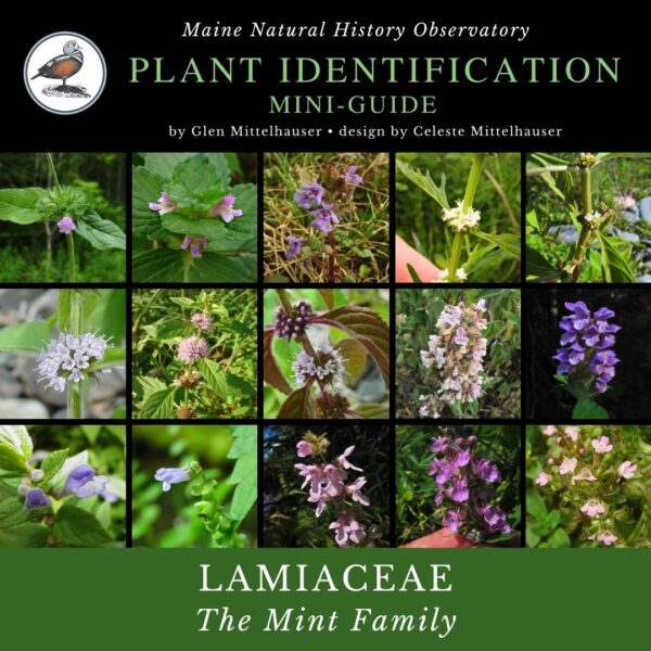 Plant identification infographic to Lamiaceae, Mint Family