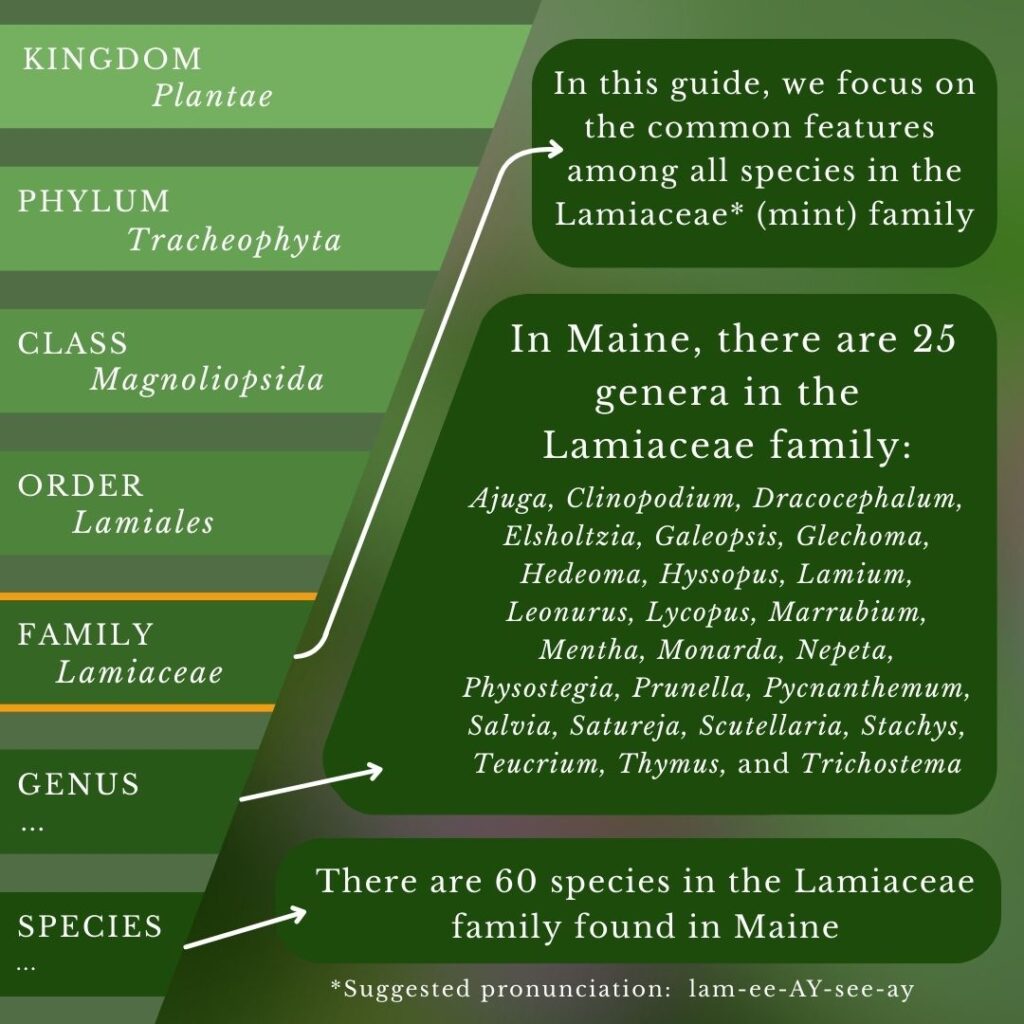 Plant identification infographic to Lamiaceae, Mint Family