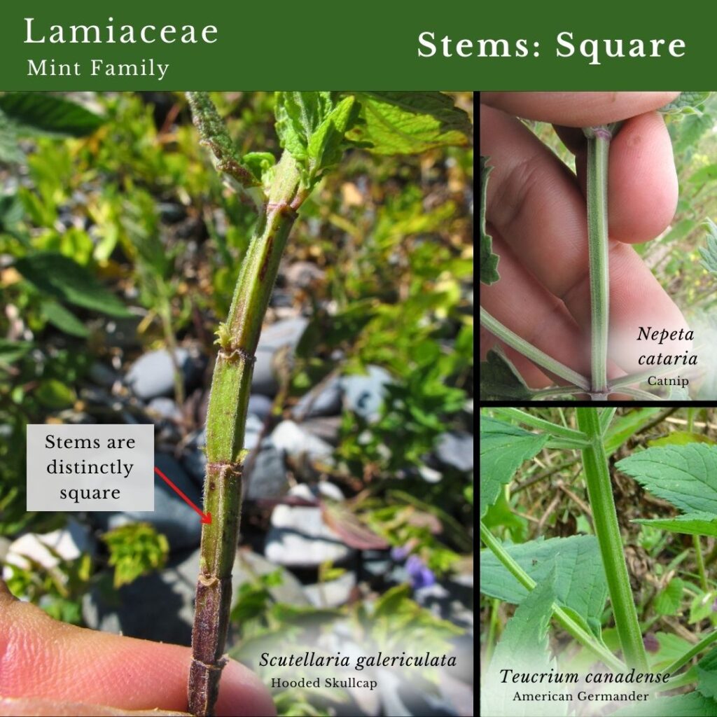 Plant identification infographic to Lamiaceae, Mint Family stems