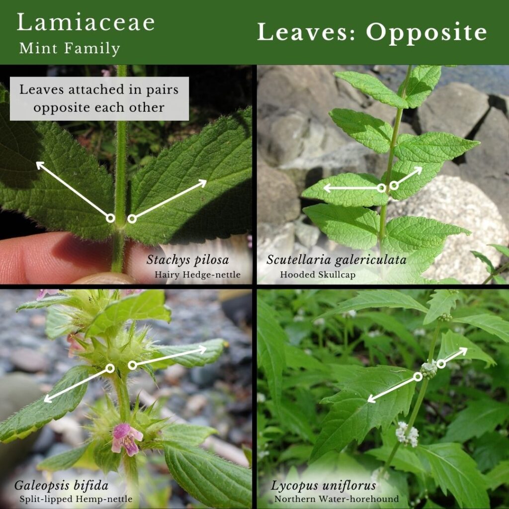 Plant identification infographic to Lamiaceae, Mint Family leaves