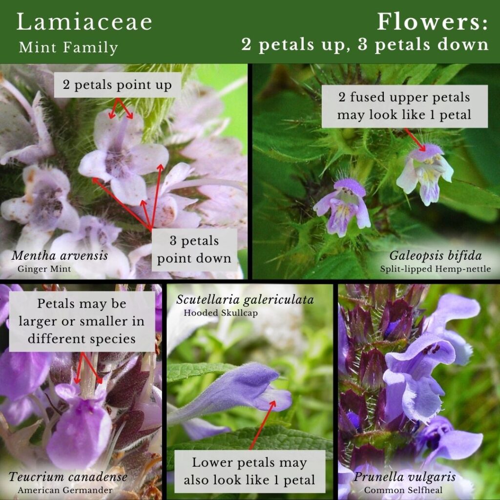 Plant identification infographic to Lamiaceae, Mint Family flowers