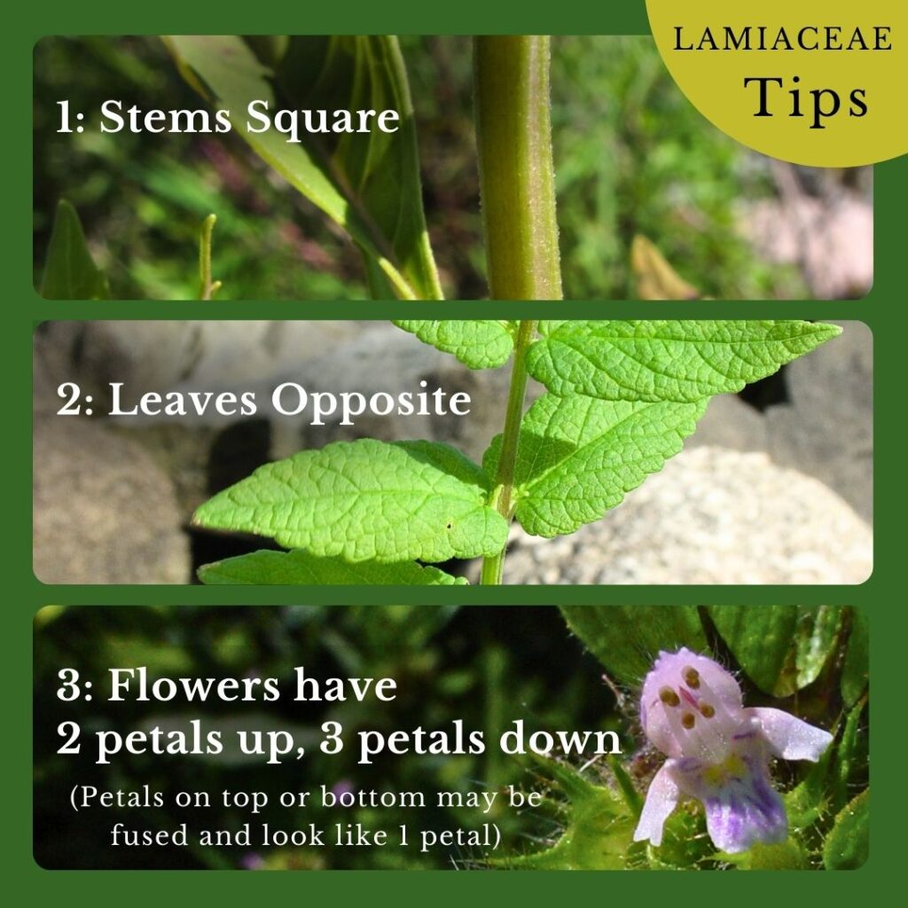 Plant identification infographic to Lamiaceae, Mint Family