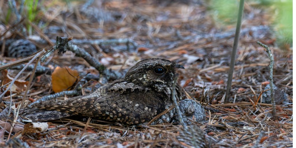 Eastern Whip-poor-will