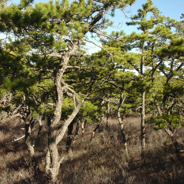 Pitch Pine