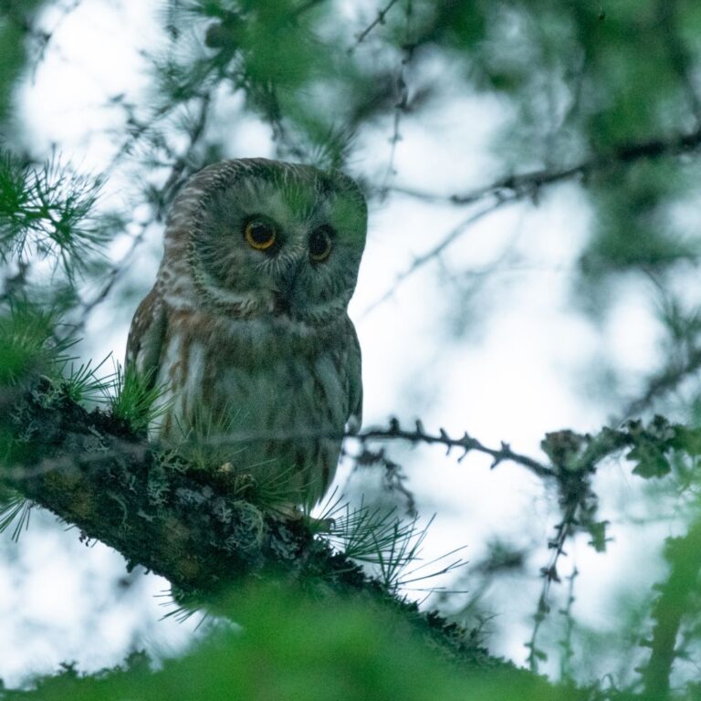 Northern Saw-whet Owl