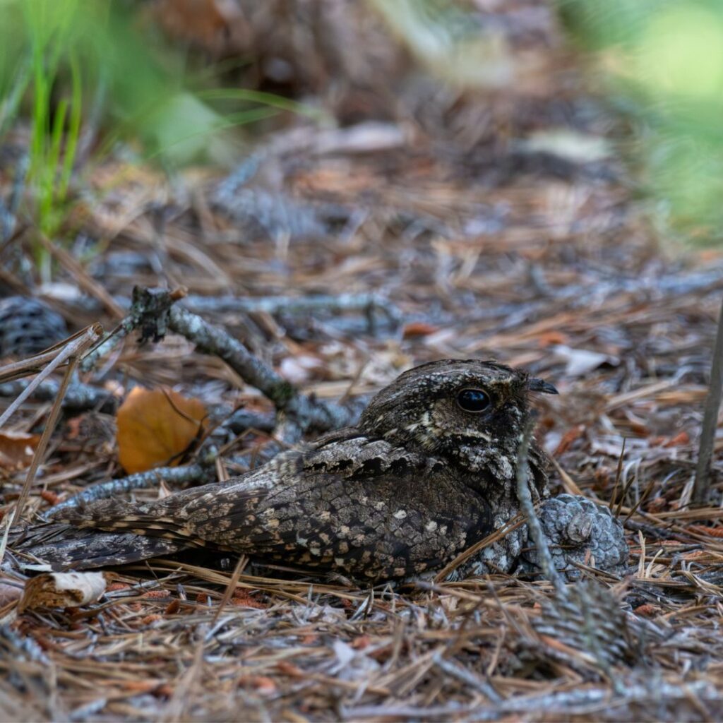 1/11/26: Maine’s Pine Barrens, part 3