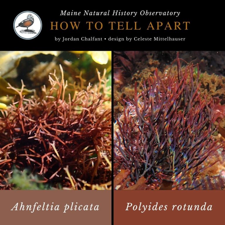 Seaweed identification infographic to Ahnfeltia plicata vs Polyides rotunda