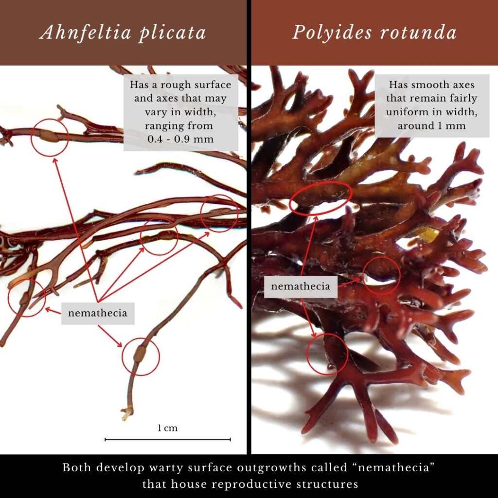 Seaweed identification infographic to Ahnfeltia plicata vs Polyides rotunda