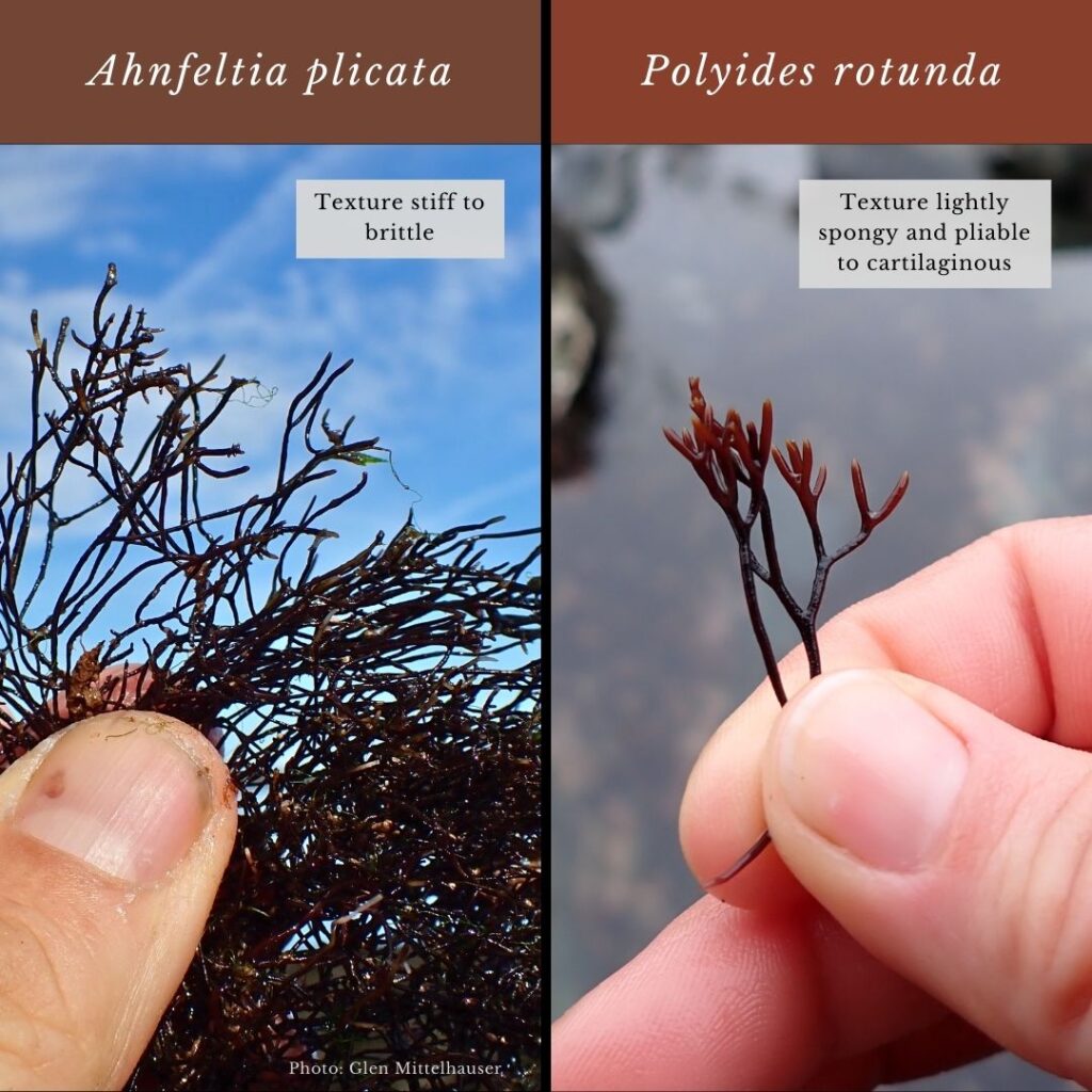 Seaweed identification infographic to Ahnfeltia plicata vs Polyides rotunda