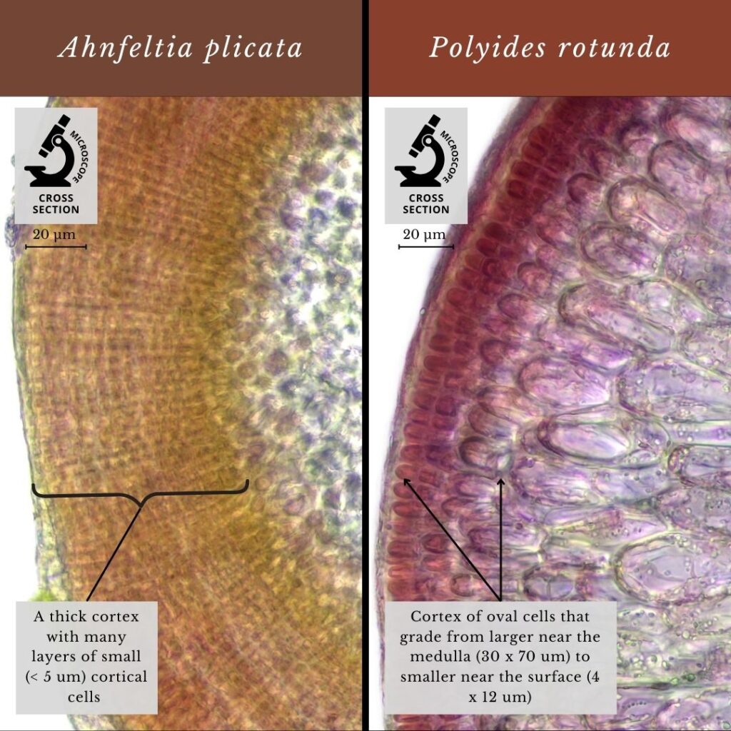 Seaweed identification infographic to Ahnfeltia plicata vs Polyides rotunda