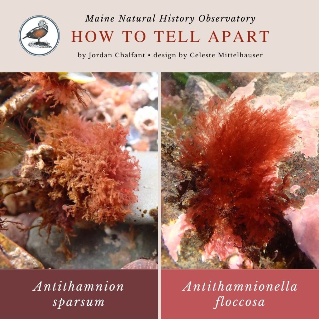 Antithamnion sparsum vs. Antithamnionella floccosa