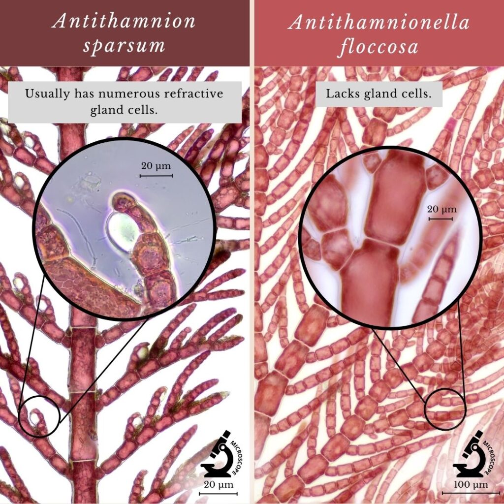 Seaweed identification infographic to Antithamnion sparsum vs Antithamnionella floccosa