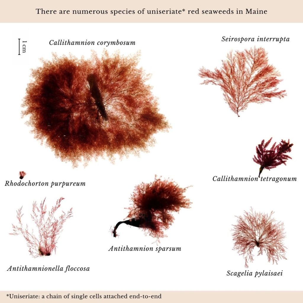 Seaweed identification infographic to Antithamnion sparsum vs Antithamnionella floccosa