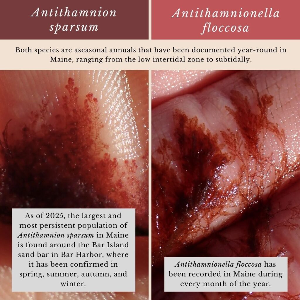 Seaweed identification infographic to Antithamnion sparsum vs Antithamnionella floccosa