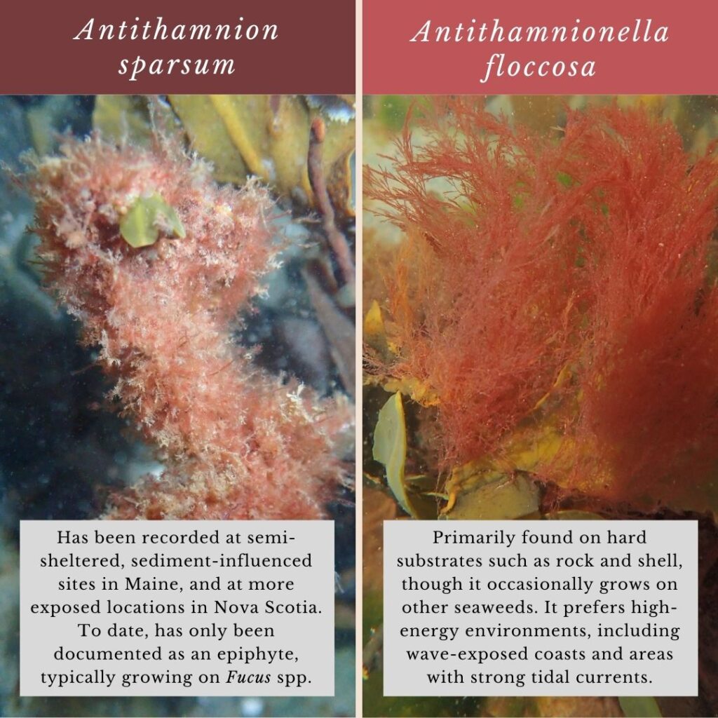 Seaweed identification infographic to Antithamnion sparsum vs Antithamnionella floccosa