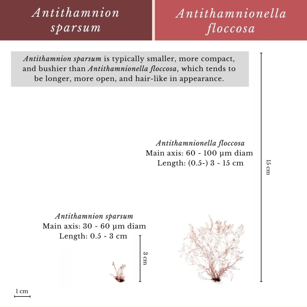 Seaweed identification infographic to Antithamnion sparsum vs Antithamnionella floccosa