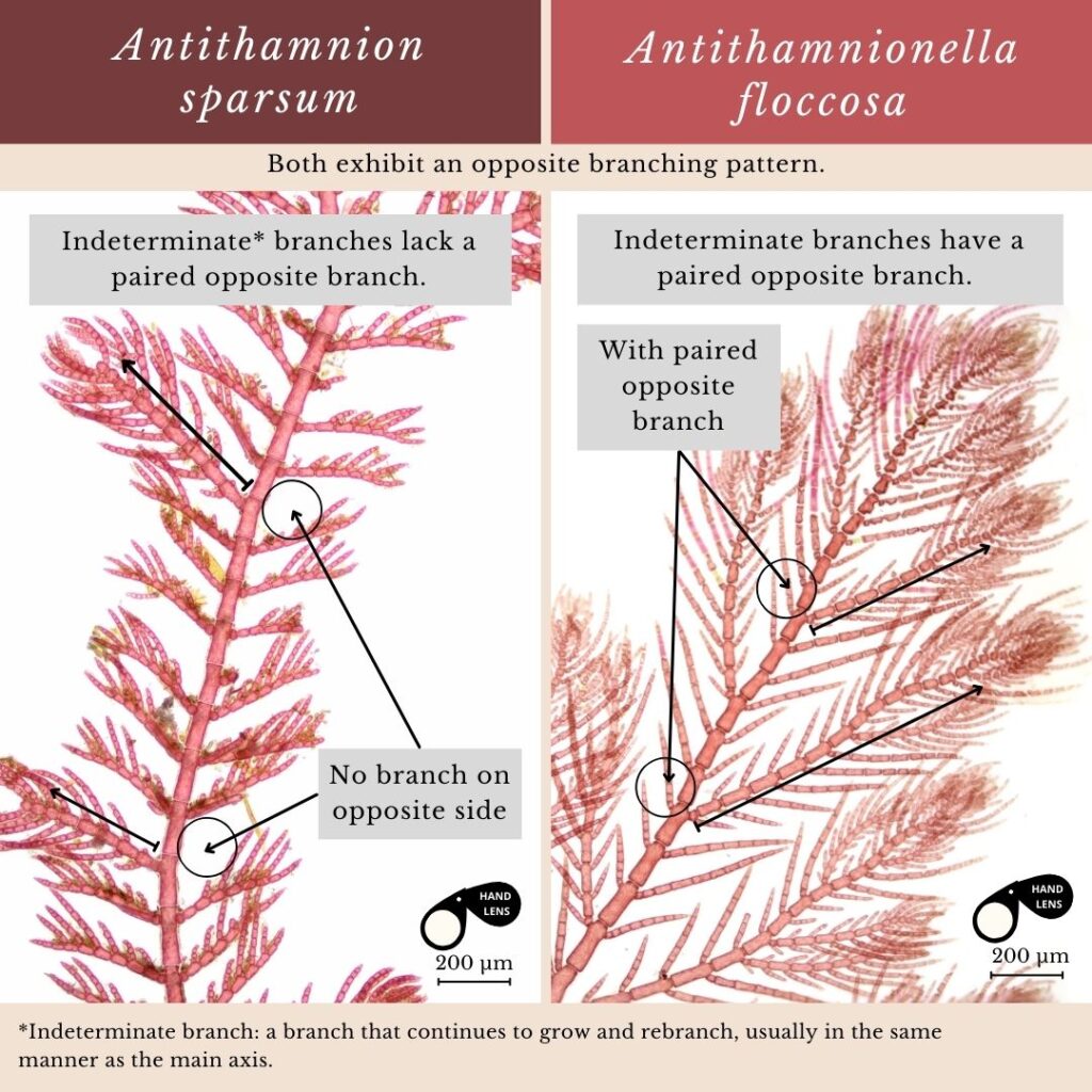 Seaweed identification infographic to Antithamnion sparsum vs Antithamnionella floccosa